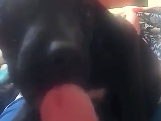 Dog licking dick