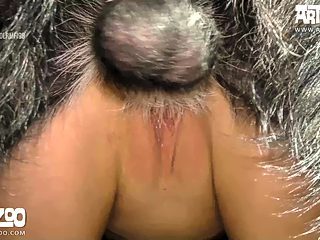 Teen sex with dog