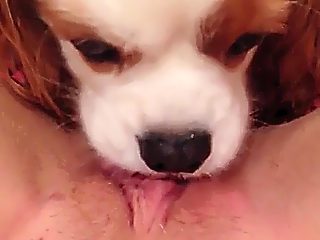 Dog lick pussy