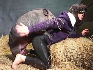 Pig animal sex video