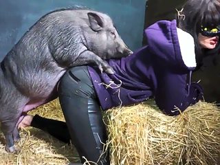Pig animal sex video