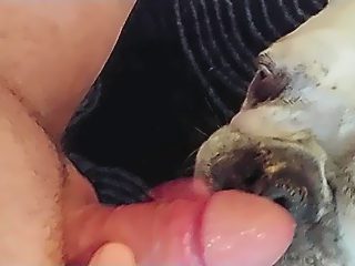 Dog sucking dick