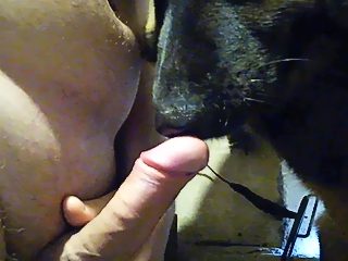 Dog sucking dick