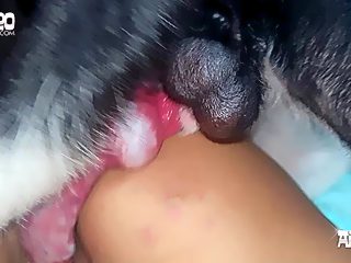 Animal sex creampie
