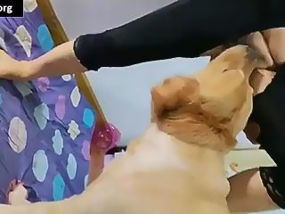 Homemade animal porn with dog