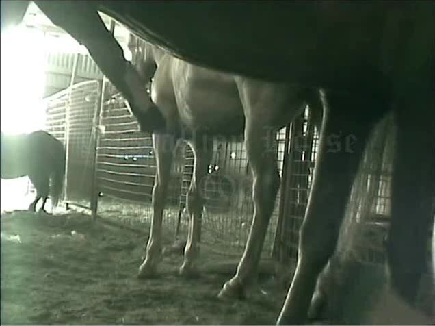 Horse fuck man ass. Zooporno gay